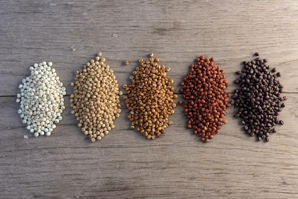 Different sorghum grain colors including white, red, bronze, and brown