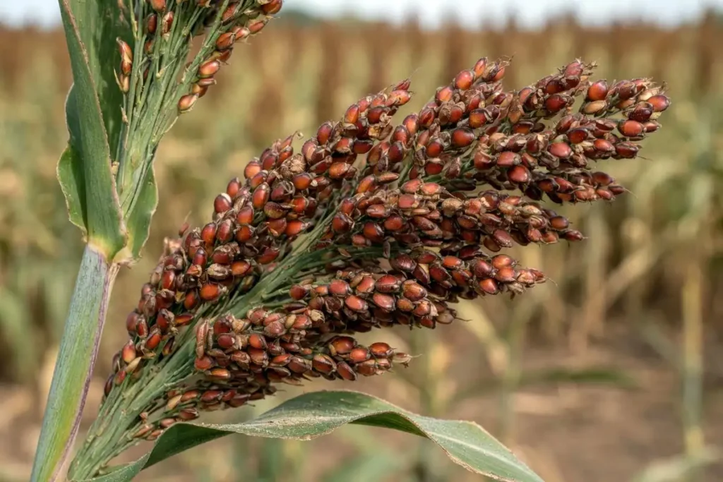 Close-up of a sorghum panicle showing dense red kernels
