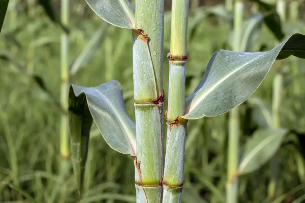 Close-up of jointed sorghum stalk showing nodes and leaf attachment