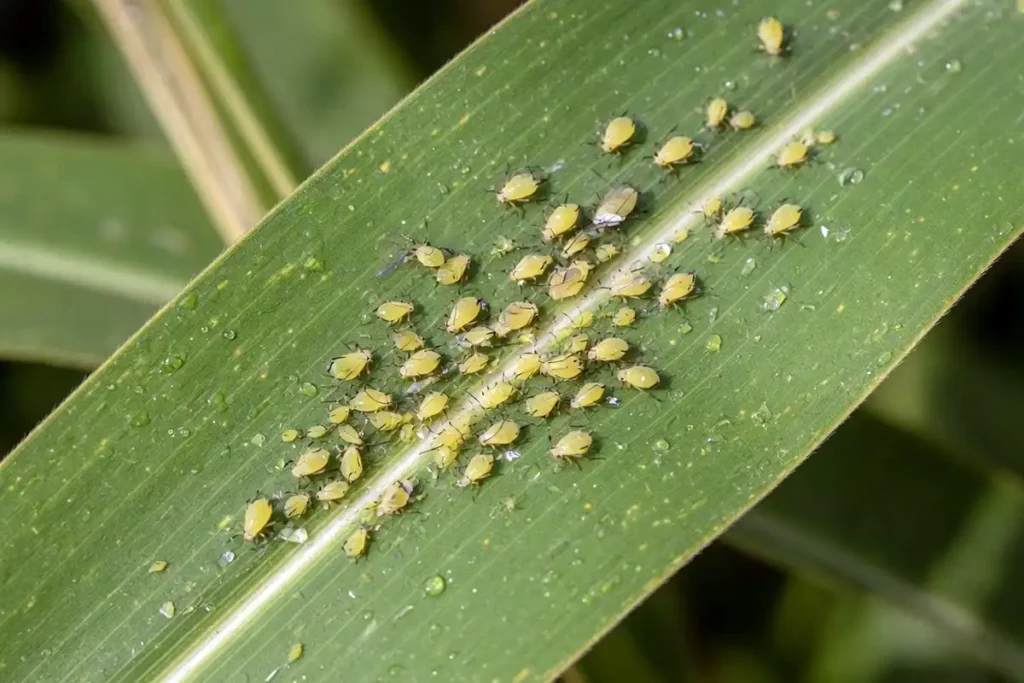 Sugarcane aphids clustered on a sorghum leaf