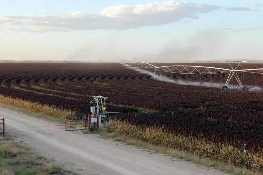 Irrigated sorghum field on the Texas High Plains