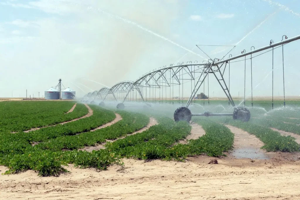 Irrigated peanut field in West Texas under center pivot