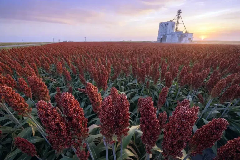 Sorghum Grown