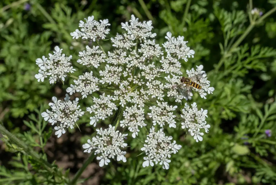 Close up of a carrot flower, a flat white umbel of tiny blooms that looks like Queen Annes Lace