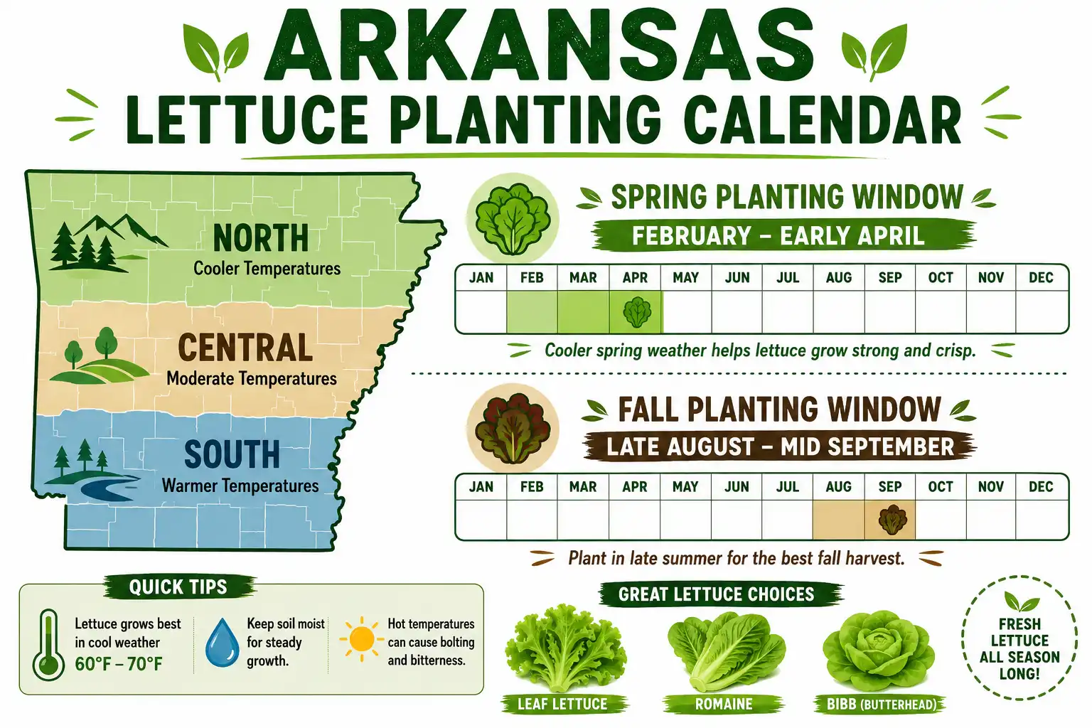 Infographic of when to plant lettuce in Arkansas with spring and fall planting windows for each region