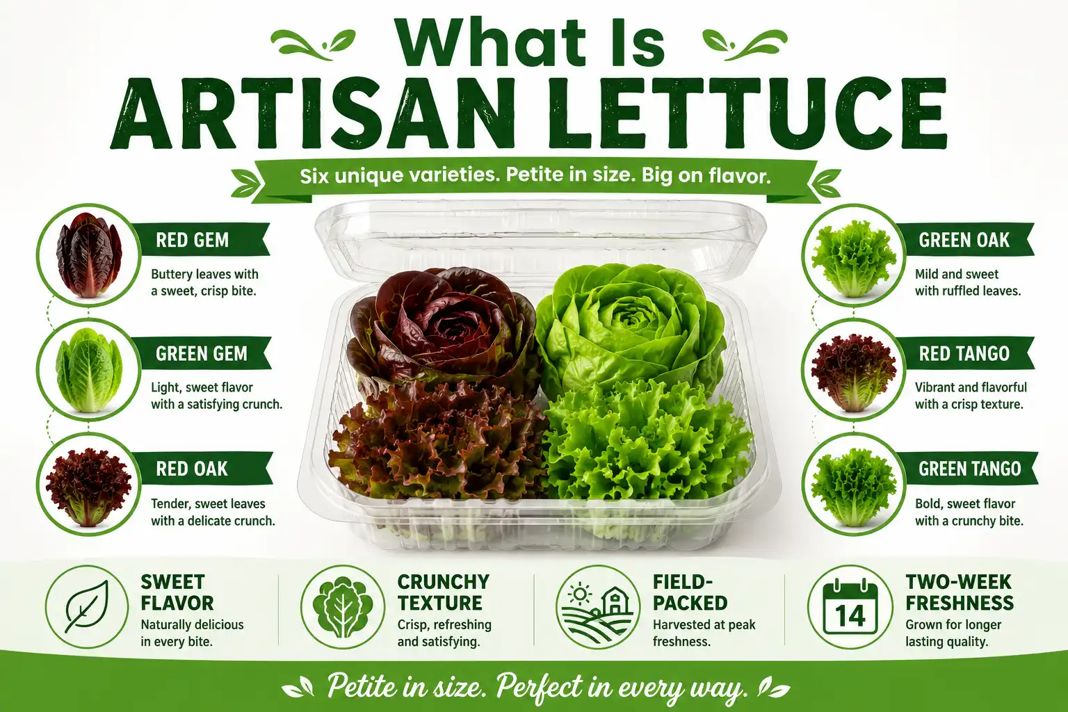 Infographic on artisan lettuce with six gem, oak, and tango varieties and key traits