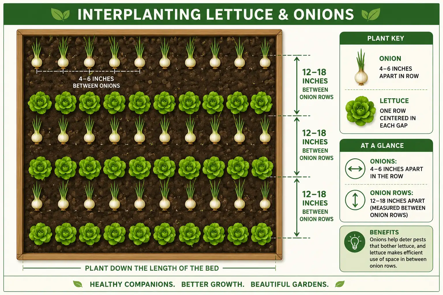 Bed layout diagram for planting lettuce and onions together showing row and plant spacing in inches