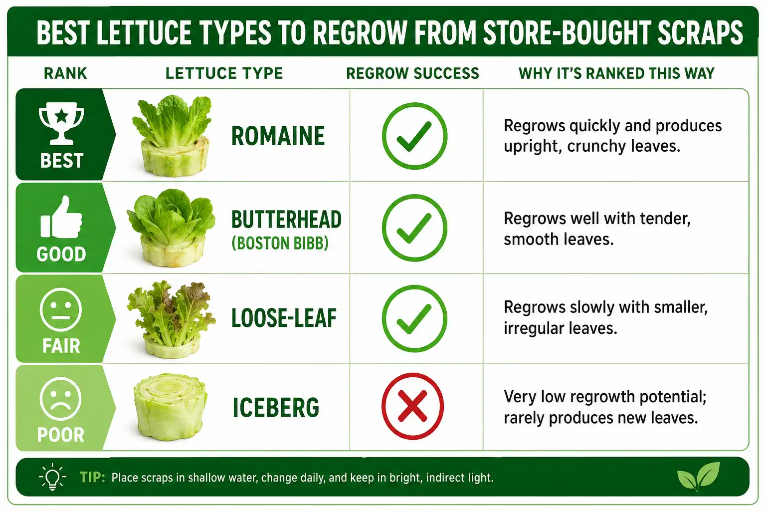Comparison chart of romaine regrows best from store bought lettuce, then butterhead, loose-leaf, and iceberg