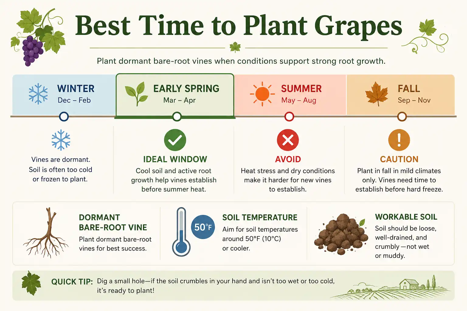 Infographic on the best time to plant grapes is early spring while vines are dormant