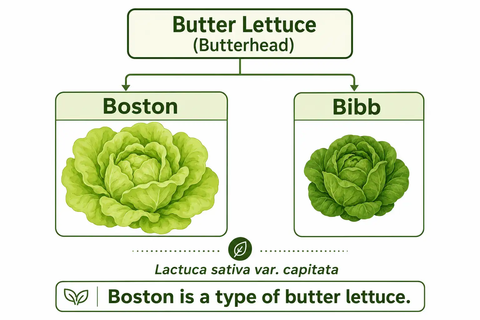 Infographic on whether Boston lettuce is the same as butter lettuce, showing Boston and Bibb as the two main butterhead types