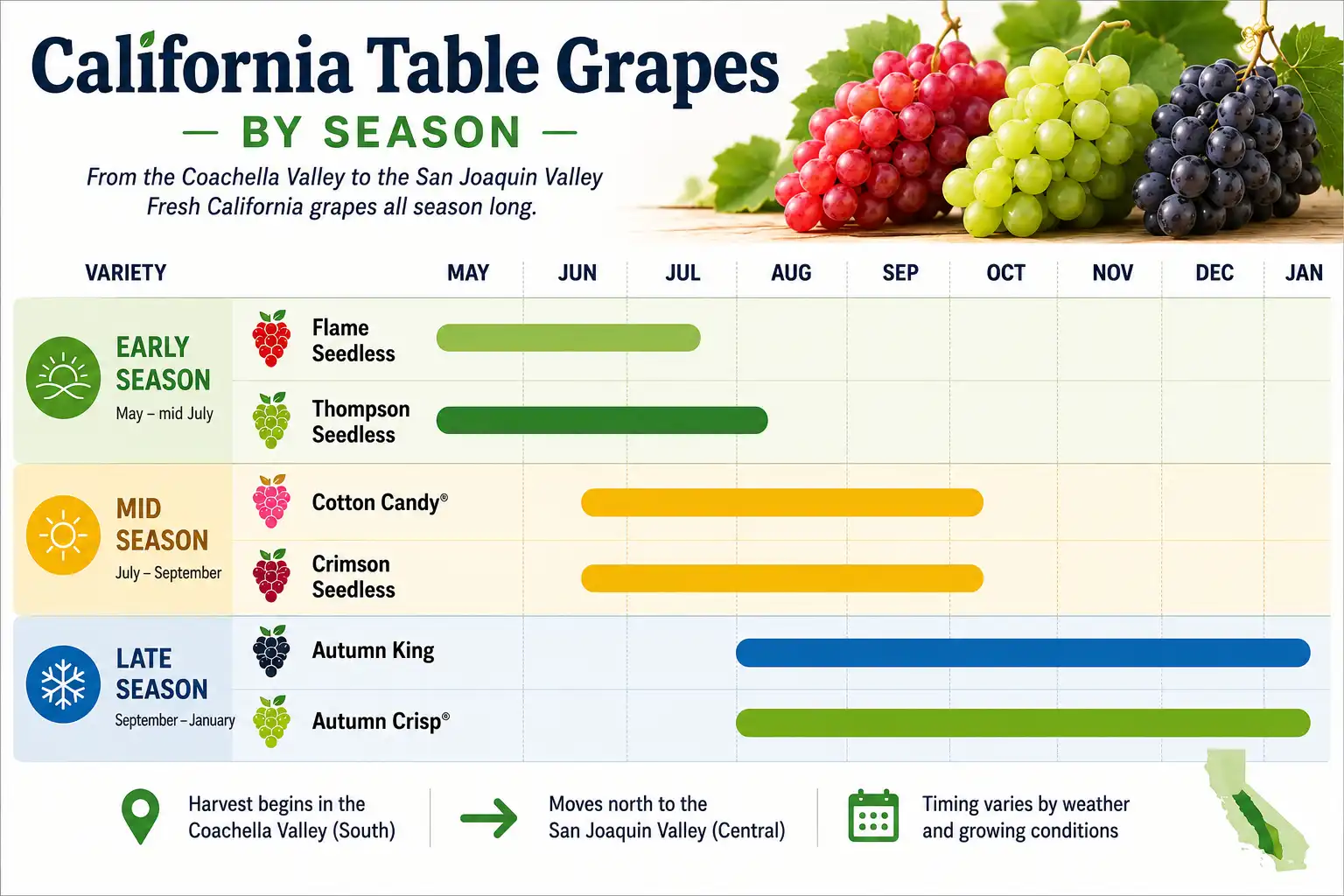 Timeline chart of California grape varieties about which are in season each month from May to January