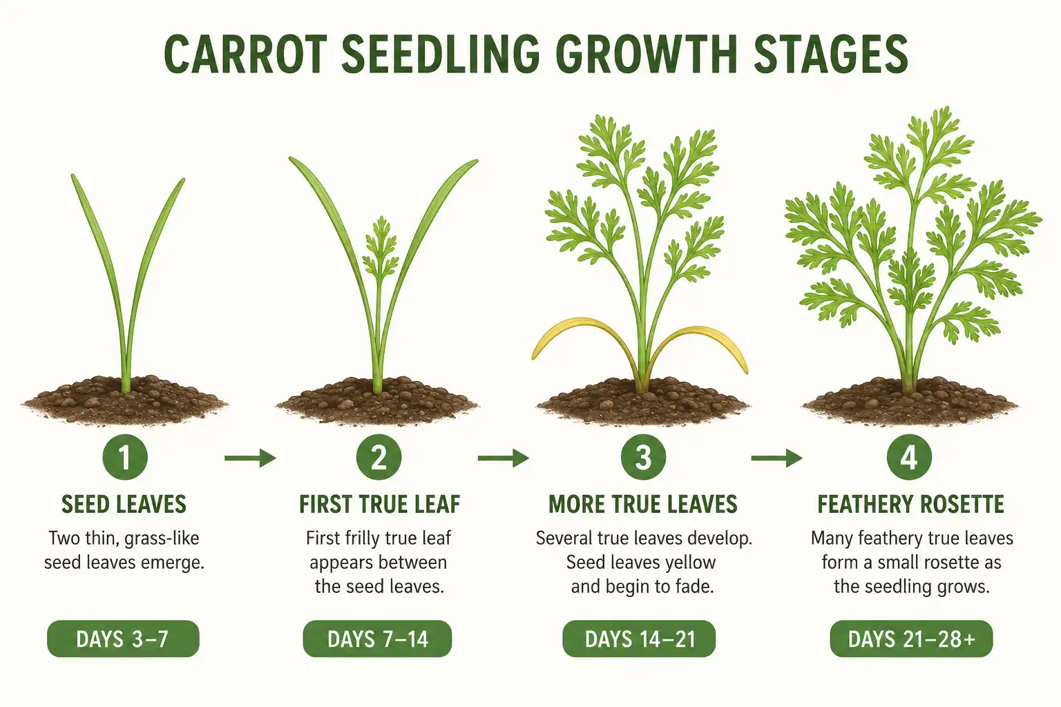 Infographic of early carrot seedling stages from thin seed leaves to feathery true leaves by week