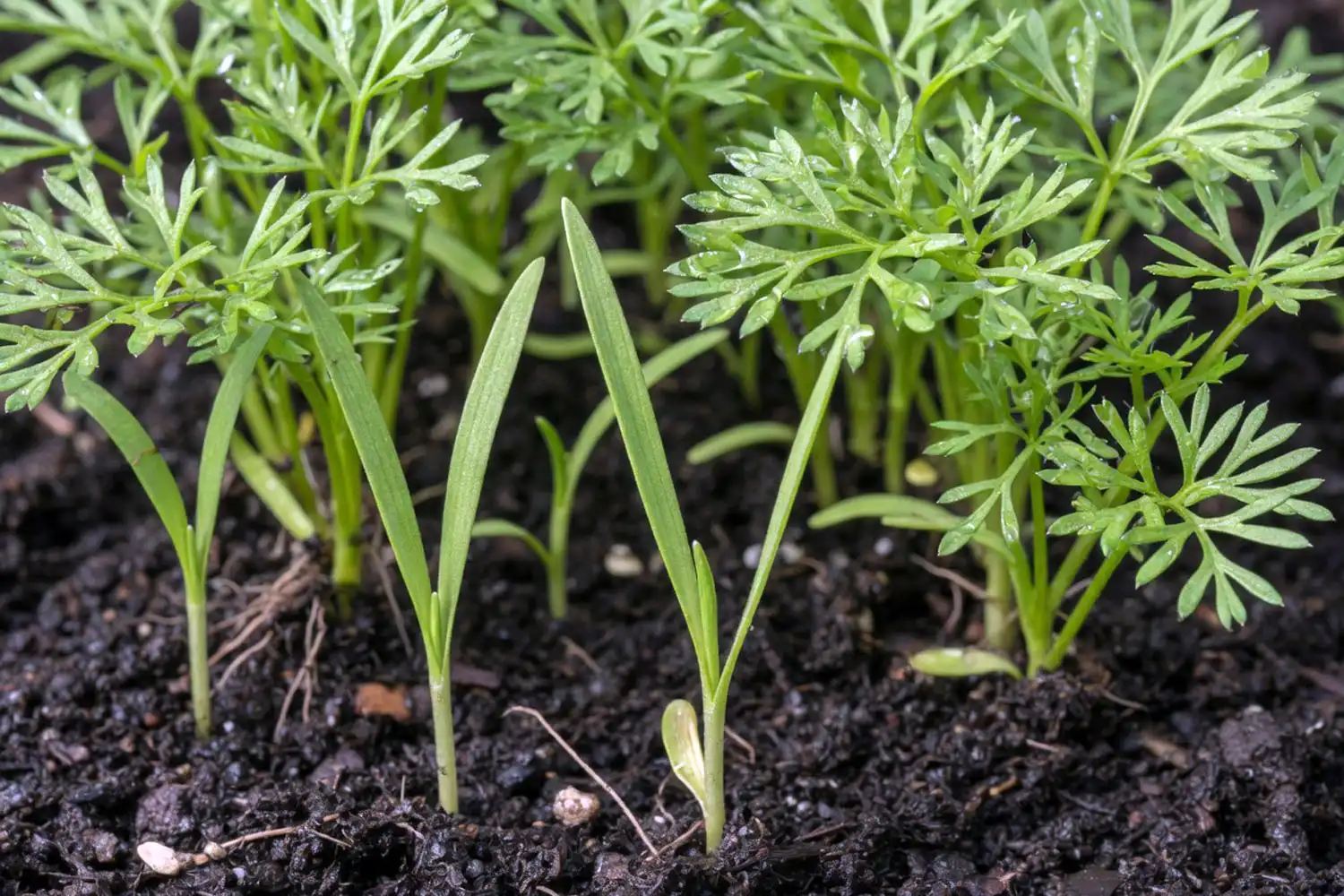 carrot seedlings of seed leaves and feathery true leaves, the sign of when to thin carrot seedlings