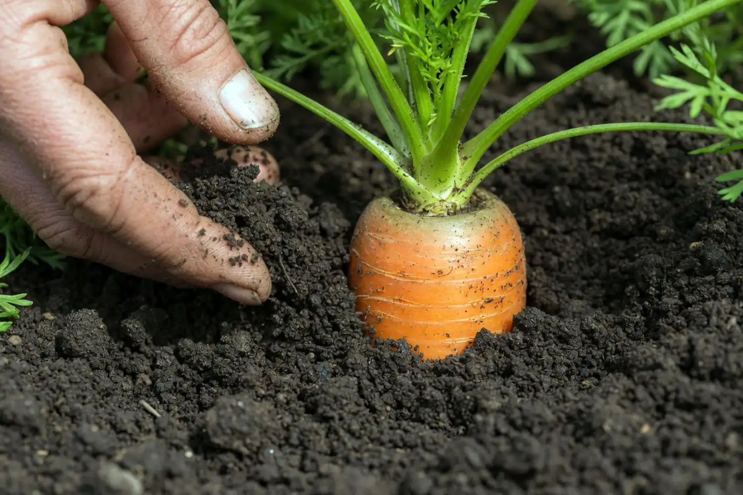 Gardener brushing soil to check a carrot shoulder for the right harvest size