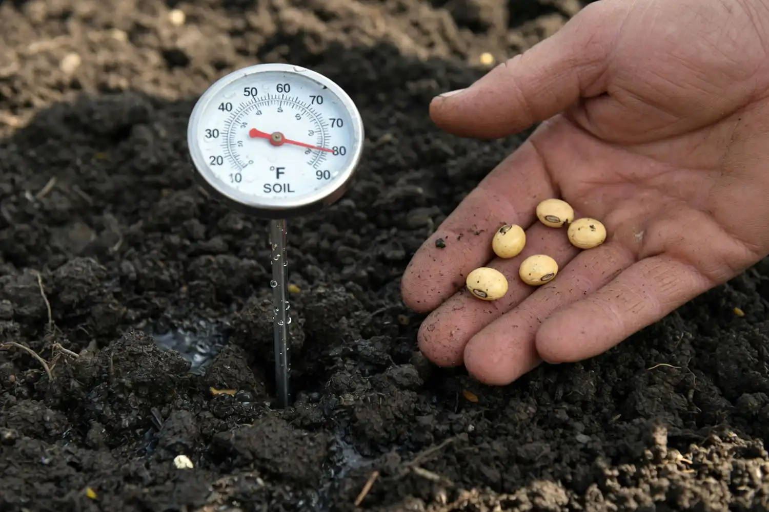 Soil thermometer at two inch depth confirming soil is warm enough to plant soybeans