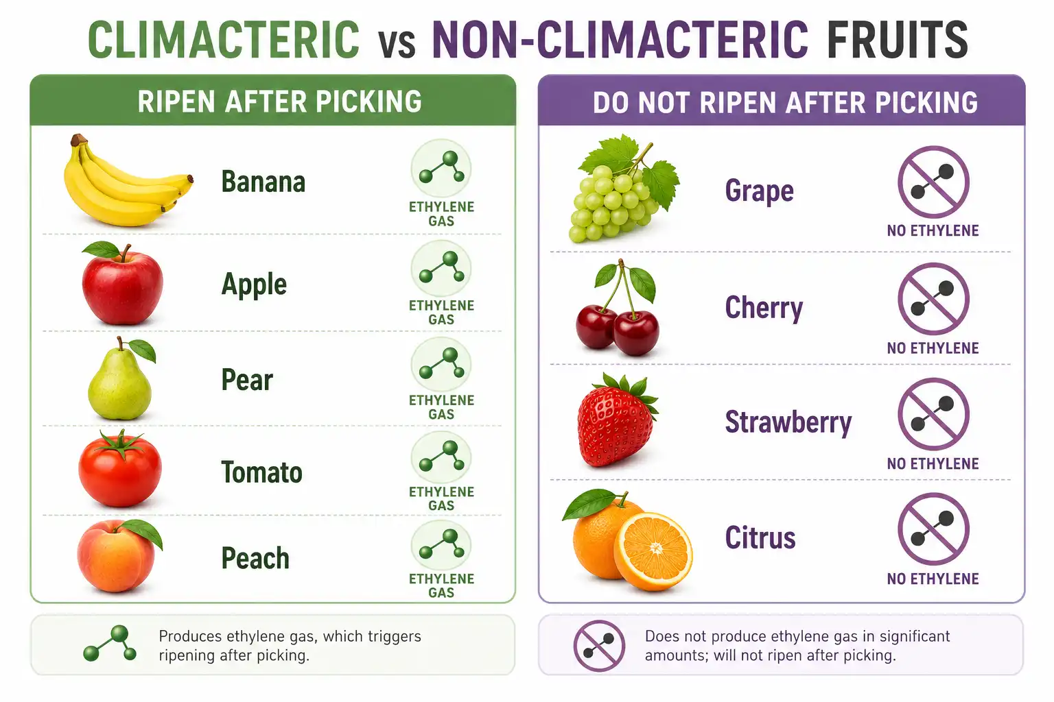 Comparison chart of climacteric fruits like bananas and tomatoes ripen after picking while non-climacteric grapes do not.