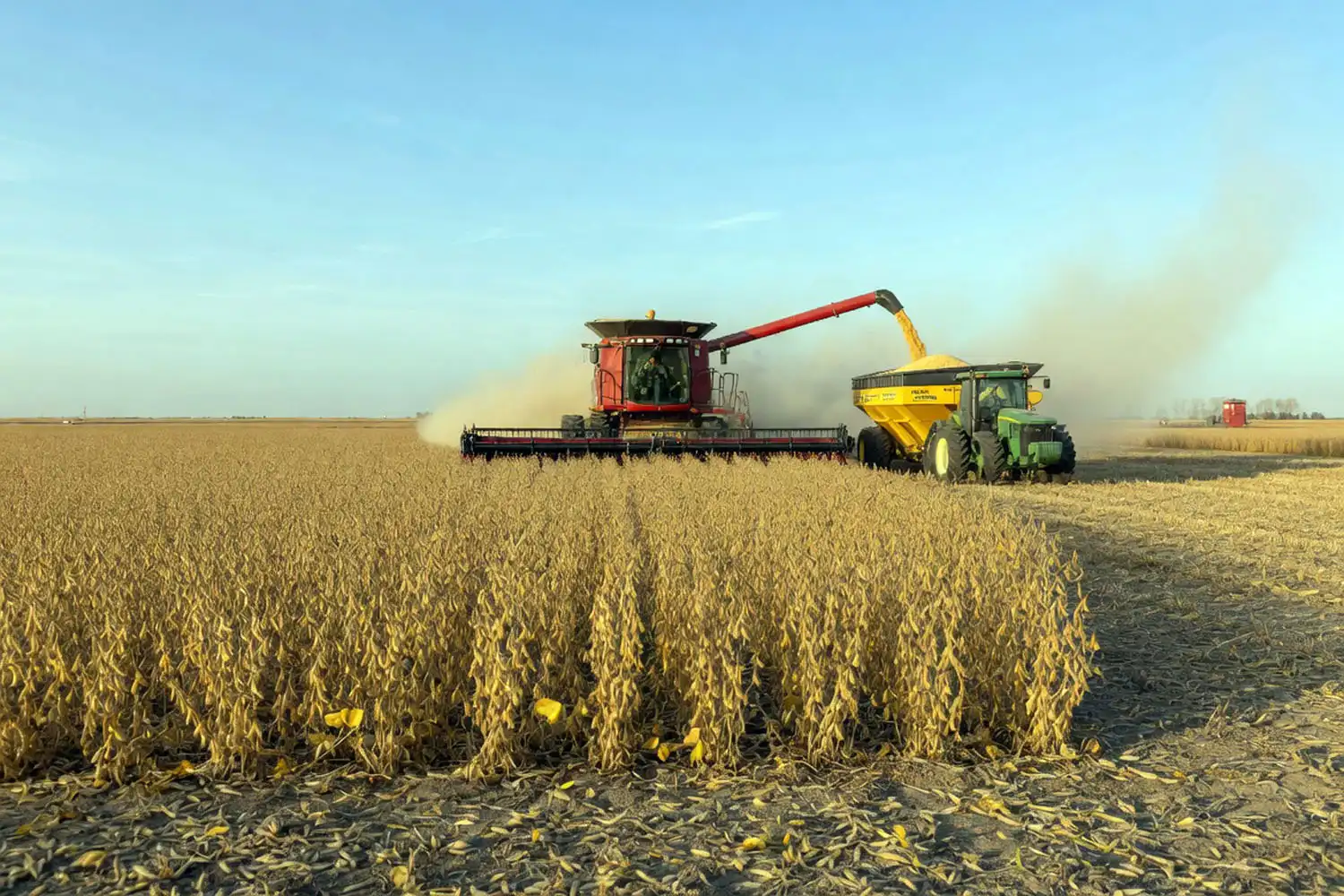 Combine harvesting dry soybeans at proper moisture after growing soybeans to maturity