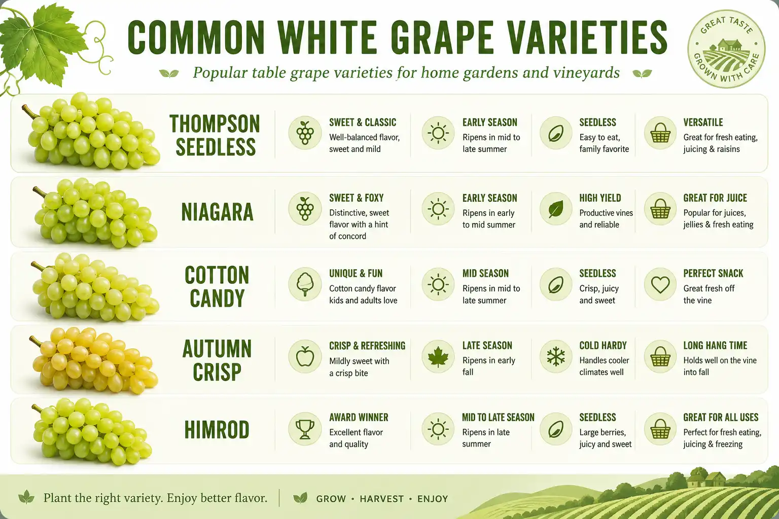 Chart of common white grape varieties including Thompson Seedless, Niagara, Cotton Candy and Autumn Crisp, all green to gold