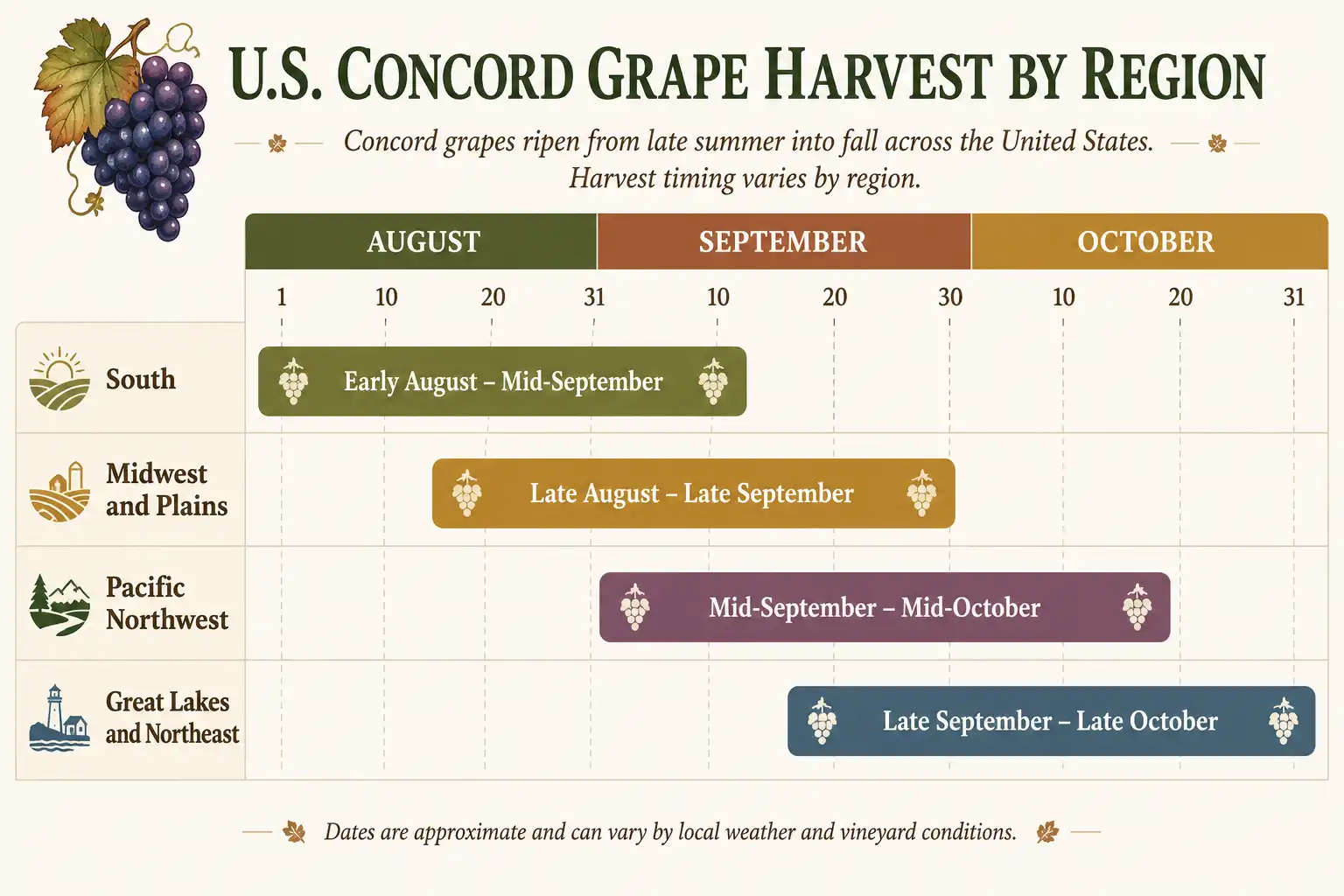 Regional timeline of when Concord grapes are in season, from late August in the South to mid October in the Great Lakes belt