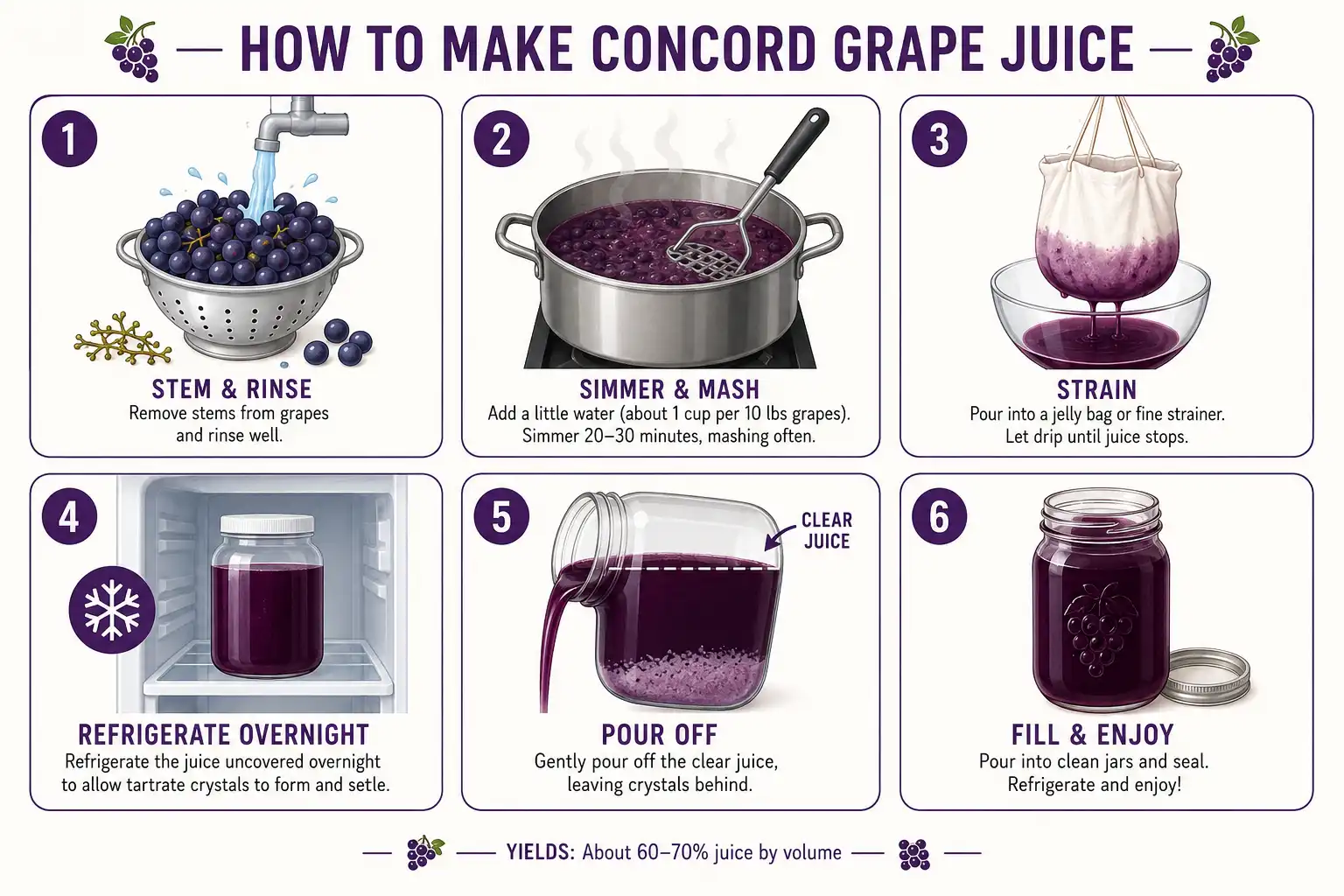 Step-by-step infographic on how to make Concord grape juice from fresh fruit