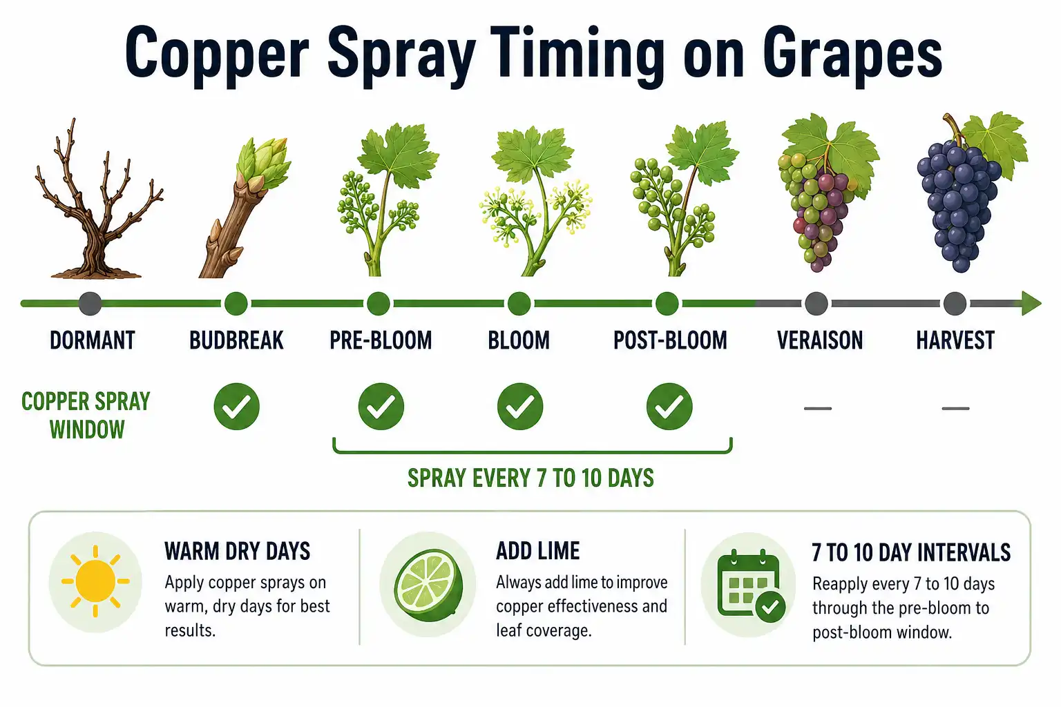Infographic on when to spray copper fungicide on grapes across grapevine growth stages from budbreak to harvest