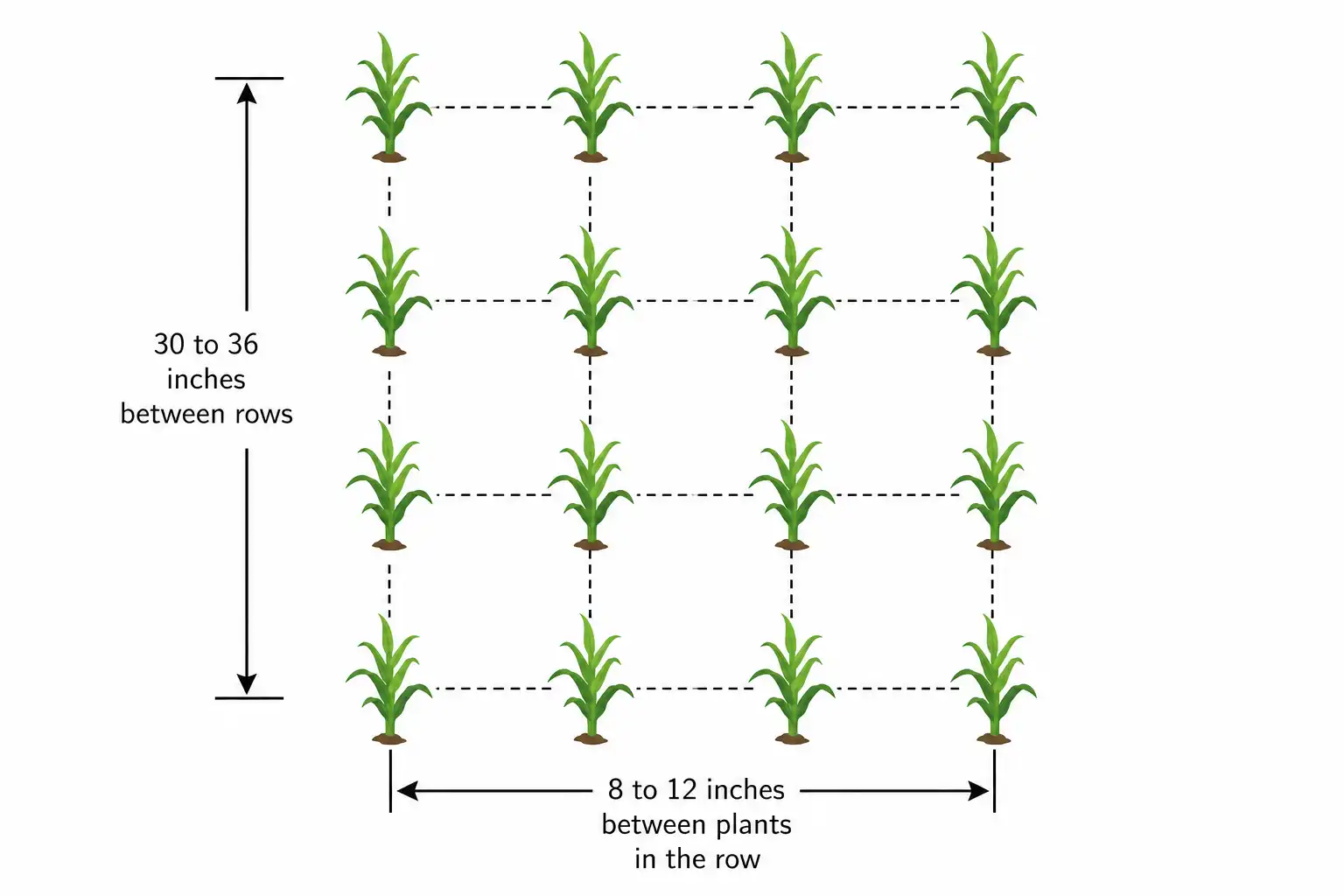 Spacing diagram for planting corn in a block with row and plant distances
