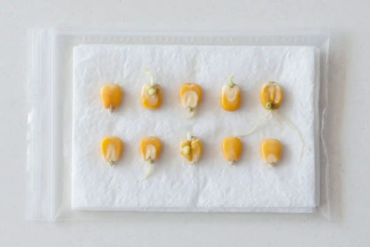 Corn seed germination test on a paper towel used to check how long corn seed lasts before planting