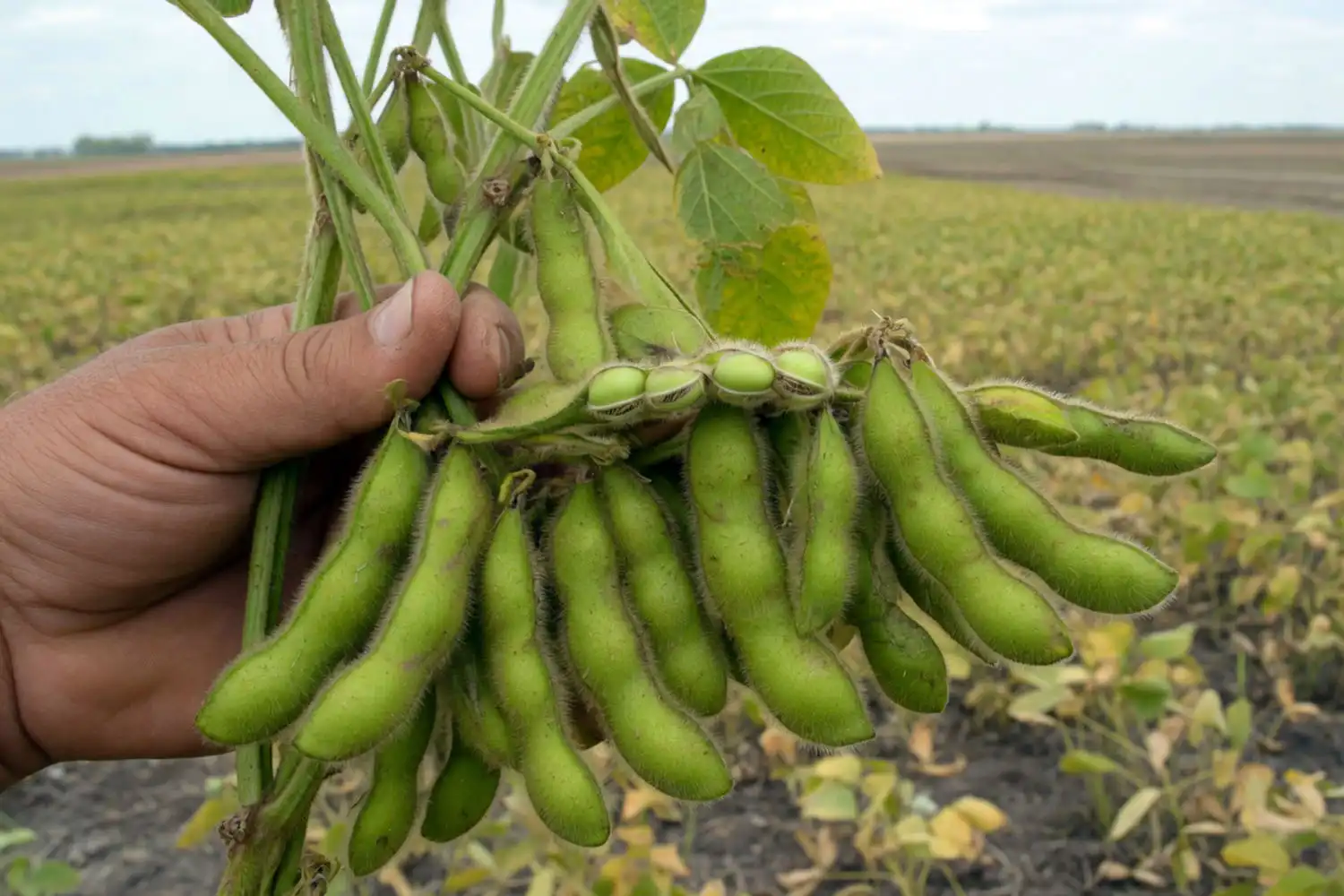 Farmer holding a soybean plant full of pods at R6, showing the pods counted when estimating yield per acre