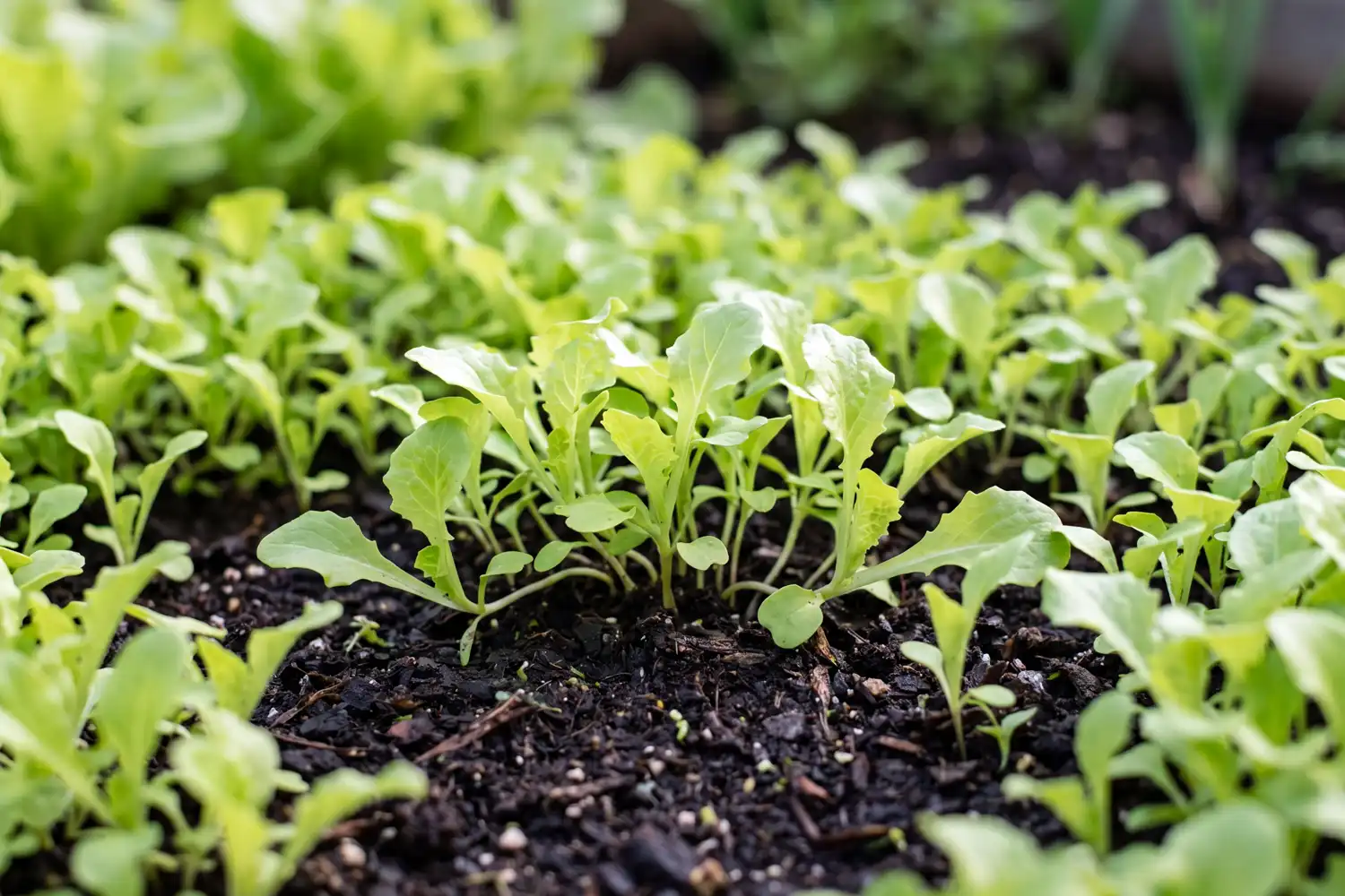Overcrowded lettuce seedlings with two true leaves about 1 to 2 inches tall, the right stage to thin.