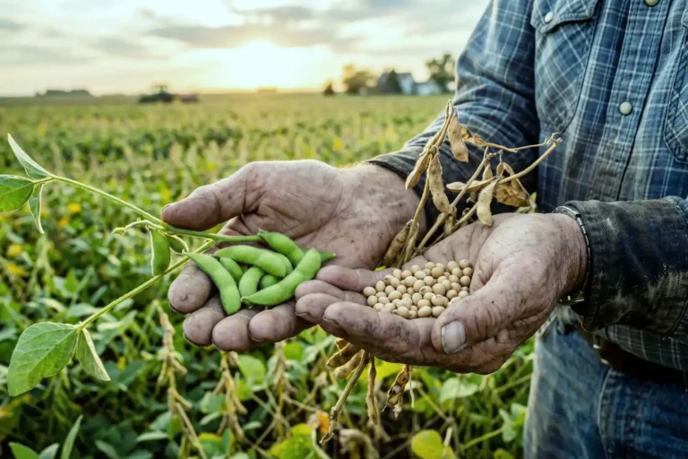 Difference between soybeans and edamame shown by green edamame pods held beside dried mature soybeans