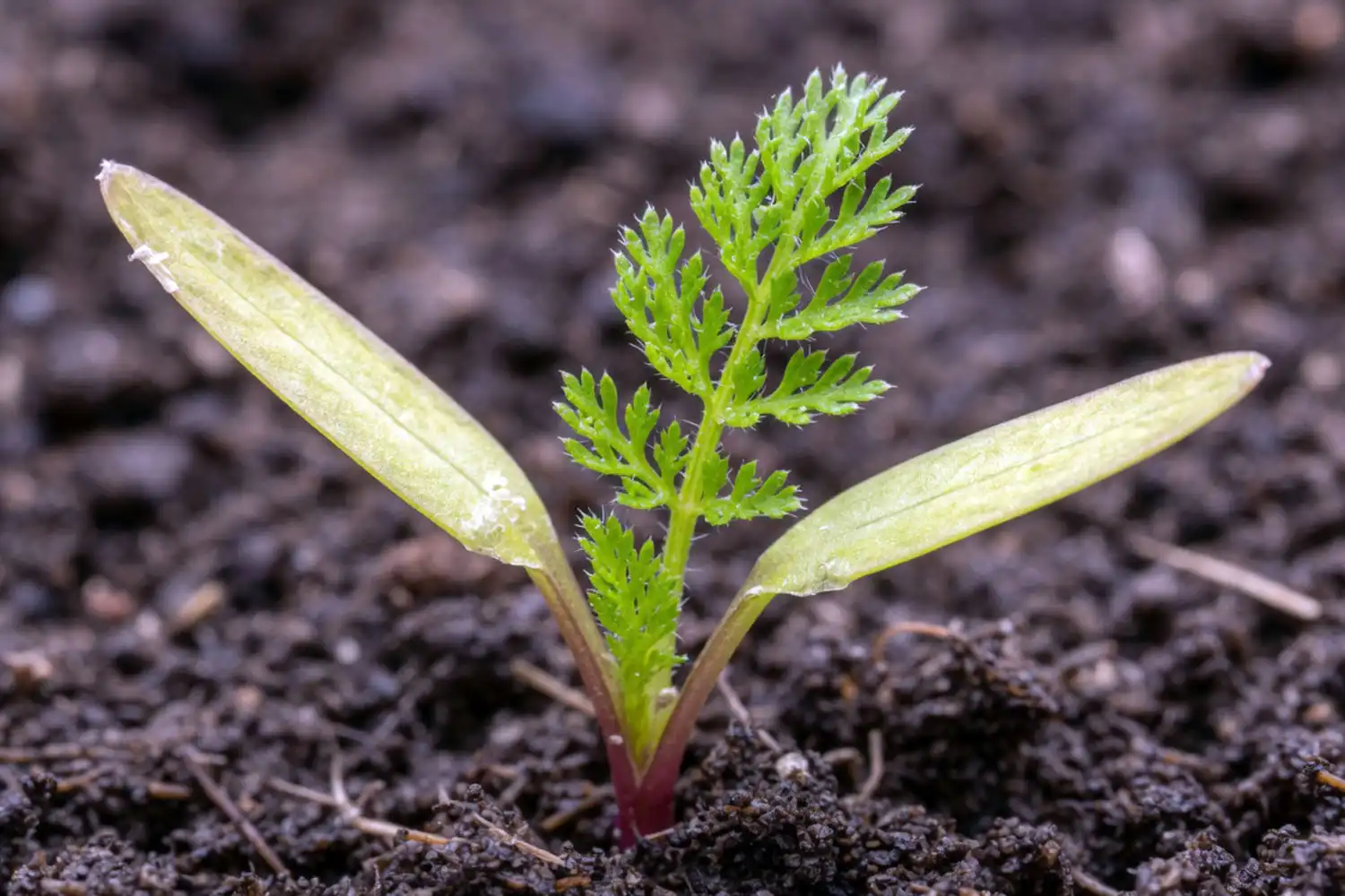 Young carrot seedling with first feathery true leaf appearing between two seed leaves