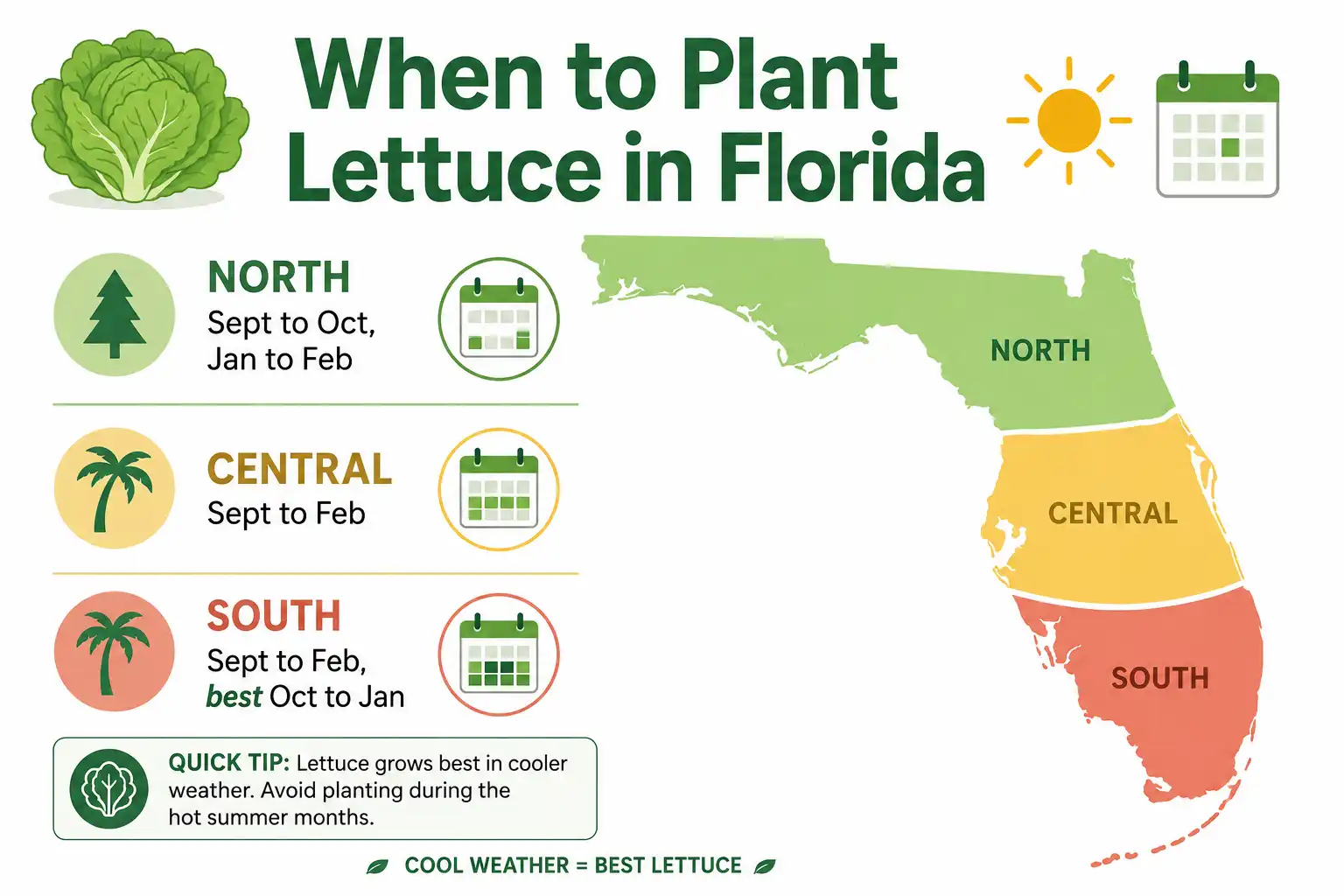 Infographic on plant lettuce in Florida by region, with North, Central, and South Florida planting months