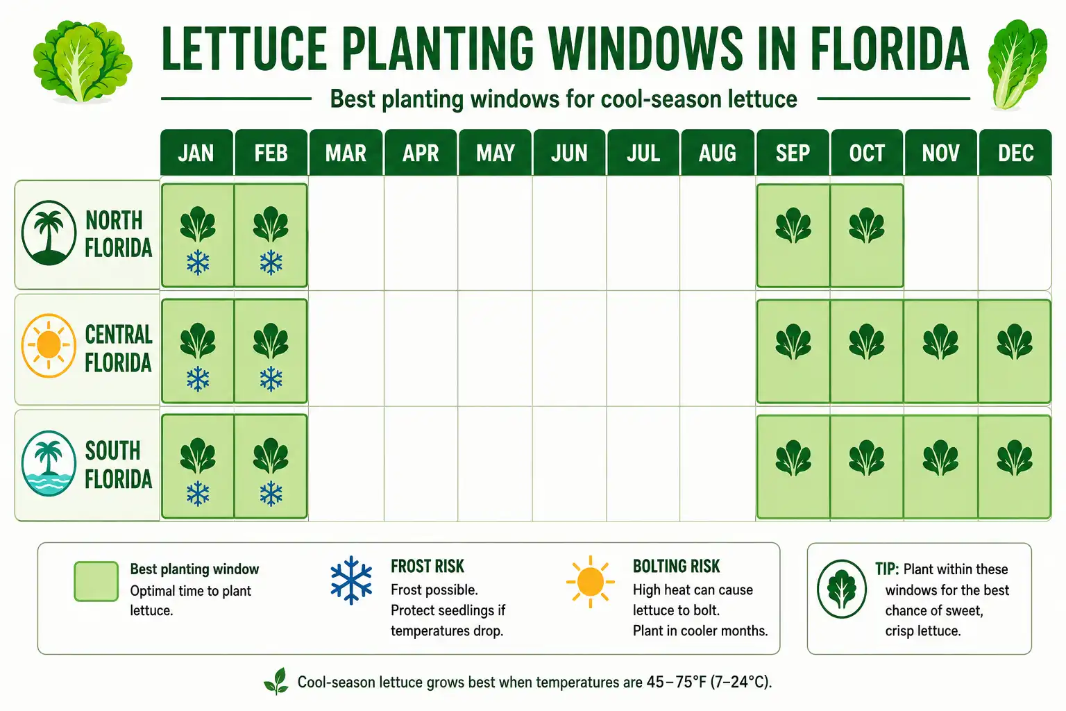 Florida lettuce planting calendar of the best months to plant in North, Central, and South Florida