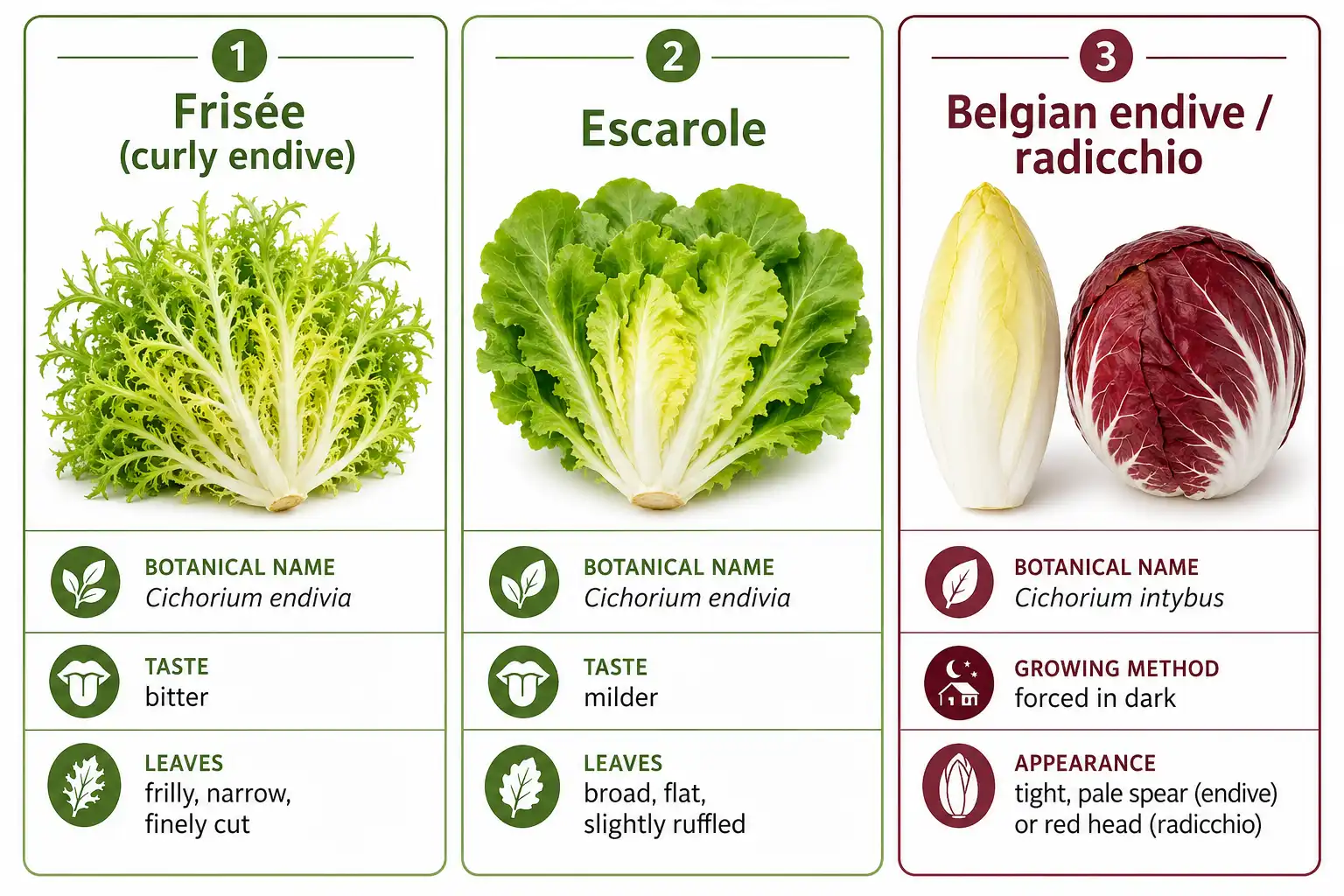 Comparison chart on how frisée, escarole, and Belgian endive differ in leaf shape, species, and bitterness
