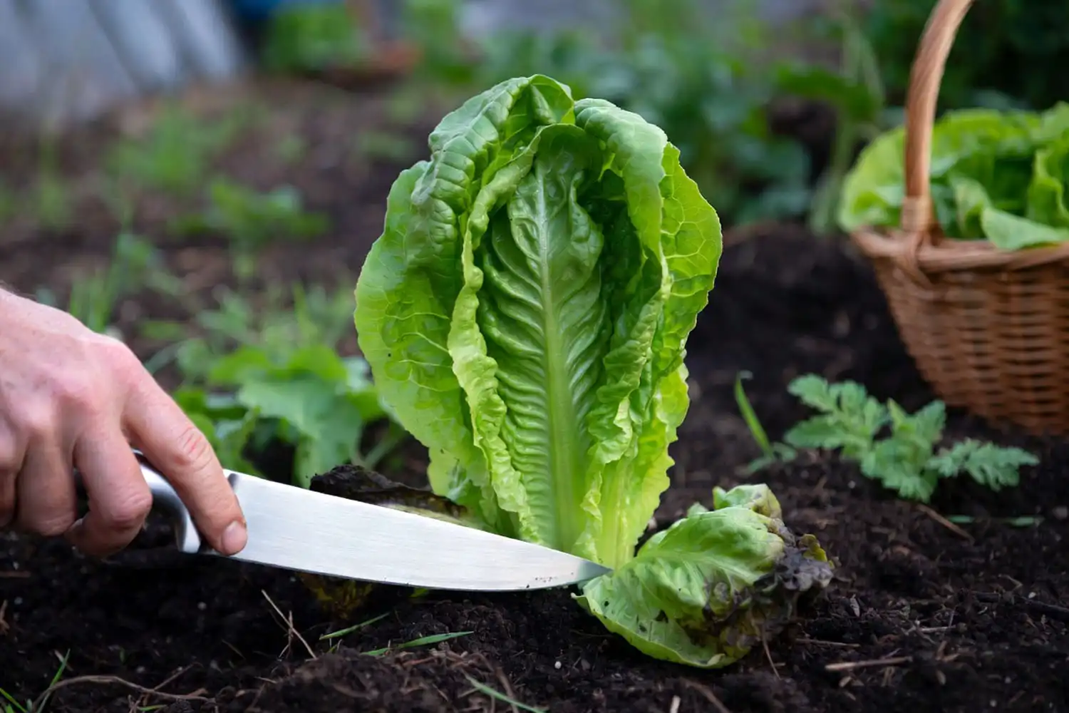 Harvesting a mature romaine lettuce head by cutting it at the base with a knife