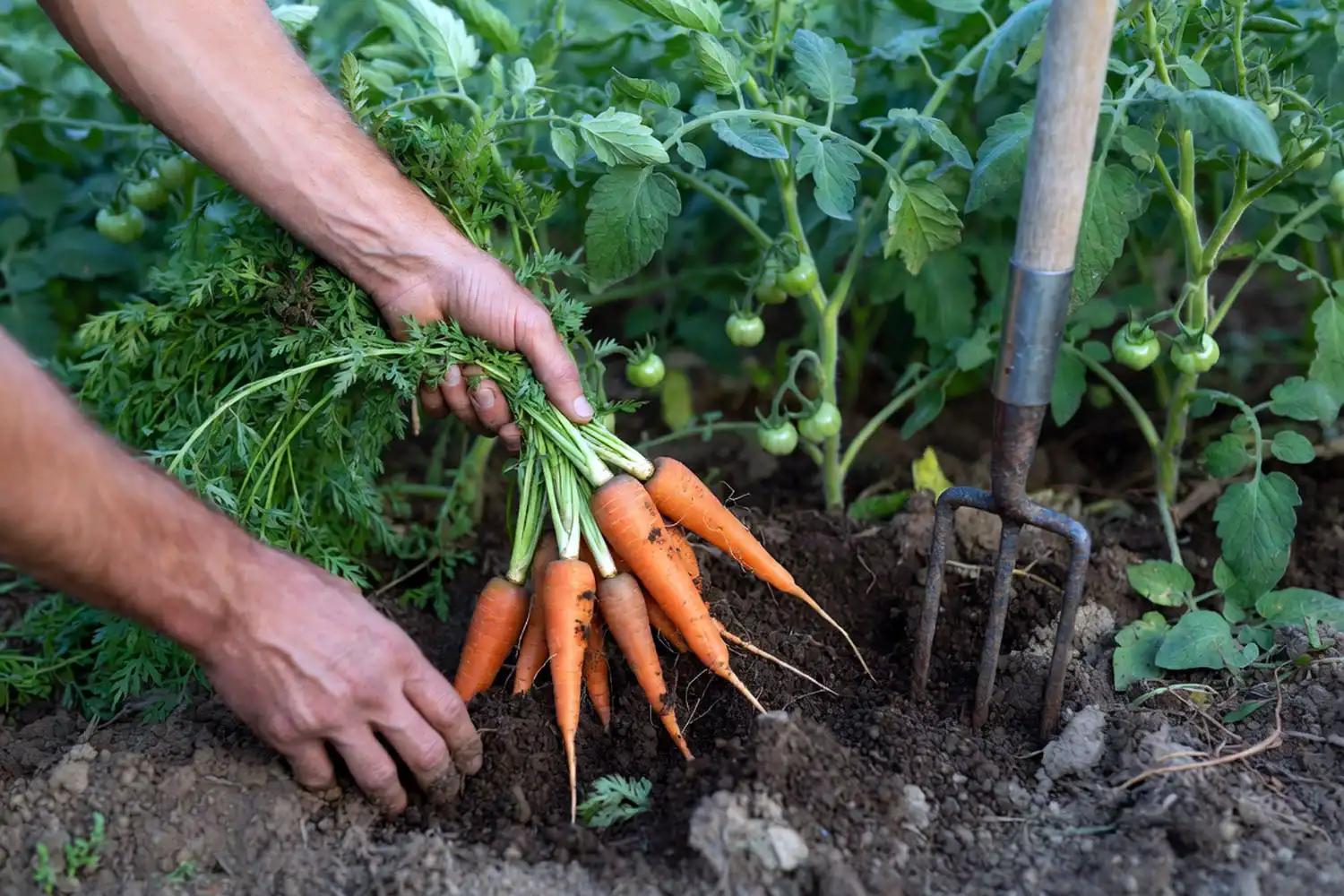 Farmer pulling fresh carrots from the soil between tomato plants while harvesting carrots without disturbing tomato roots