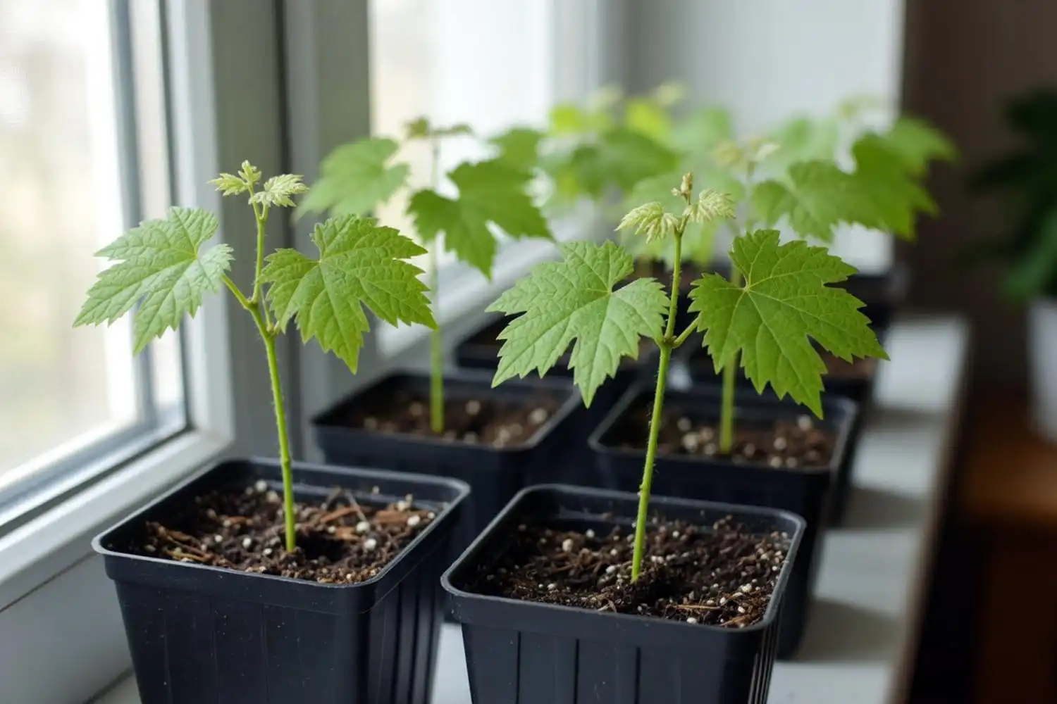Young grape seedlings with their second set of true leaves in pots, almost ready to transplant outdoors.