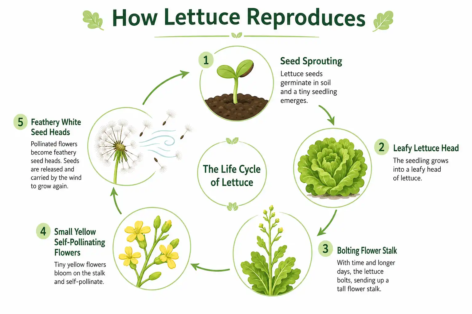 Infographic of how lettuce reproduces through bolting, yellow flowers, self-pollination, and wind-scattered seed