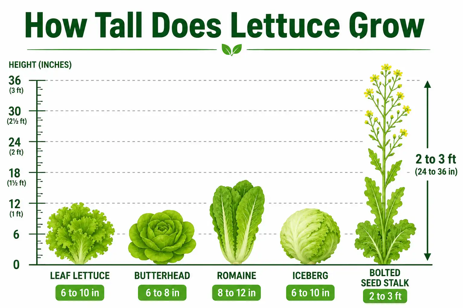 Infographic of how tall lettuce grows by type, from 6 to 12 inches at harvest up to a 2 to 3 foot bolted seed stalk.