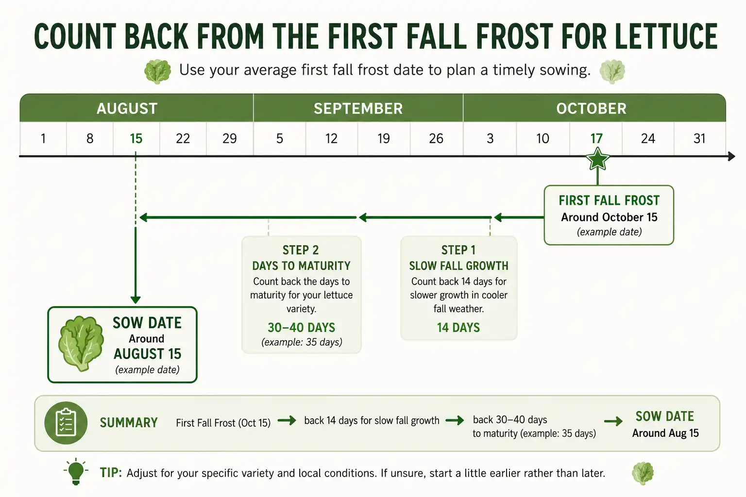Infographic timeline of how to count back from the first fall frost to find a fall lettuce sowing date