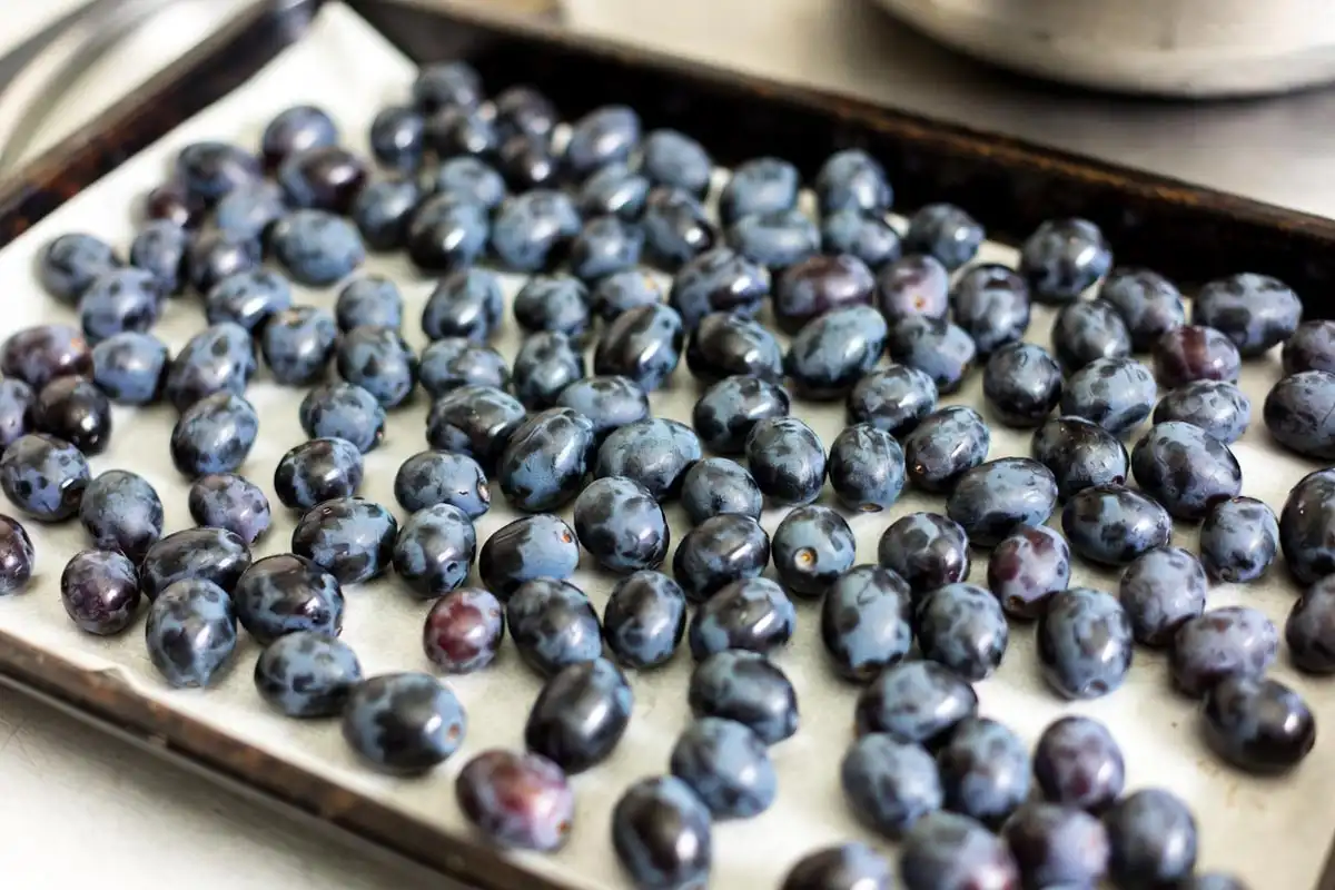 Concord grapes frozen in a single layer on a tray for long-term storage
