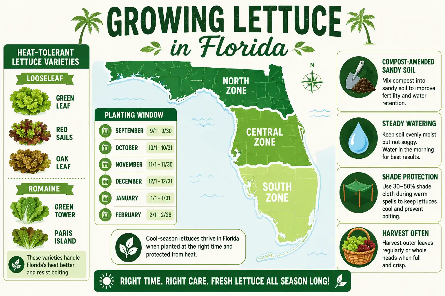 Infographic of how to grow lettuce in Florida, planting months by region, best varieties, soil prep, watering, and harvest tips