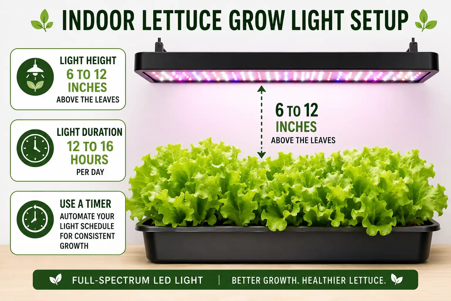 Infographic of an indoor lettuce grow light setup of an LED 6 to 12 inches above the leaves for 12 to 16 hours a day
