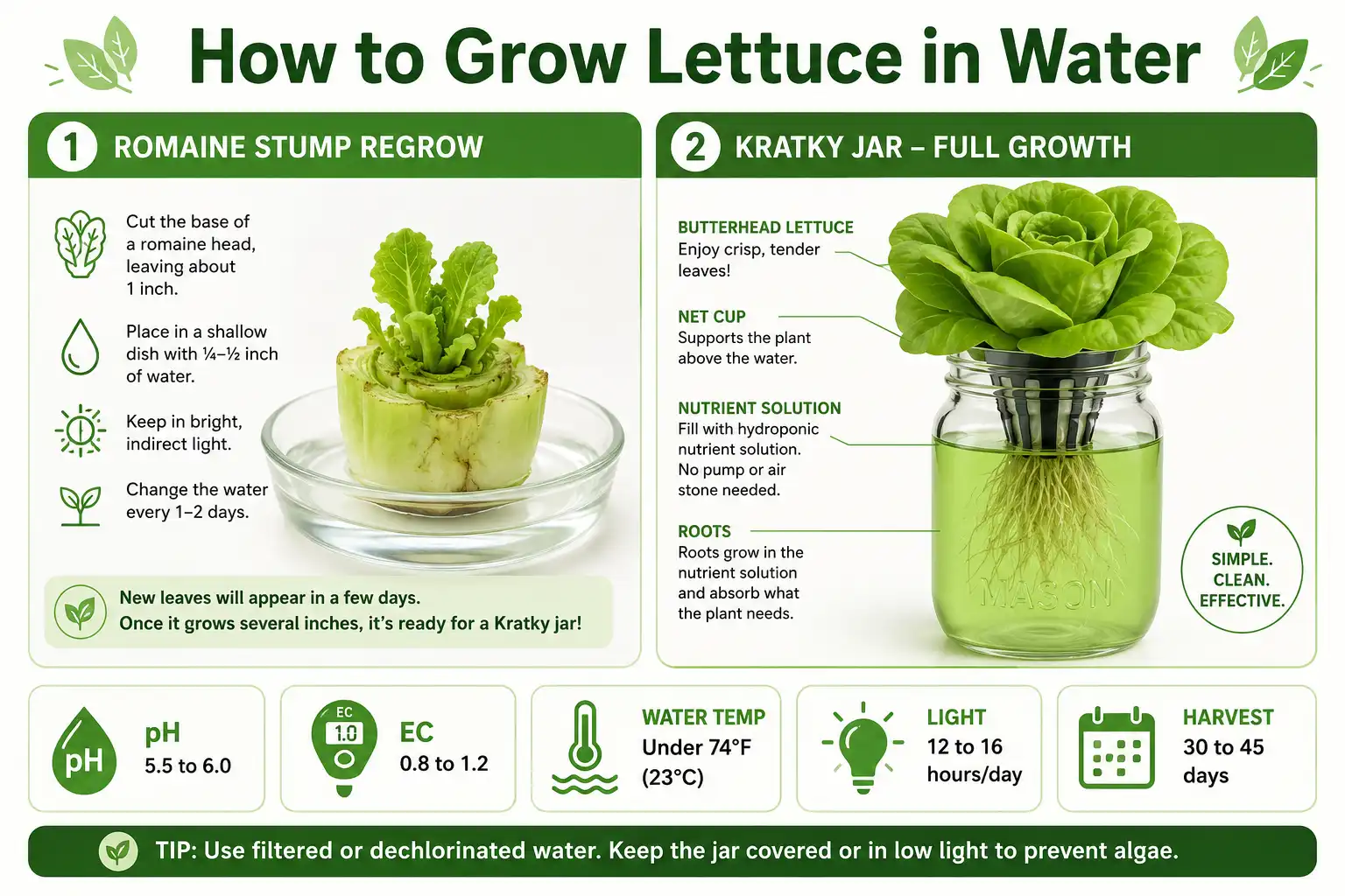 Infographic guide of how to grow lettuce in water by regrowing a stump or using a hydroponic Kratky jar for full crisp heads