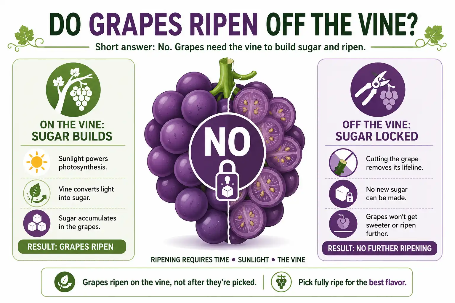 Infographic of grapes do not ripen off the vine because sugar stops building once the cluster is cut from the plant.