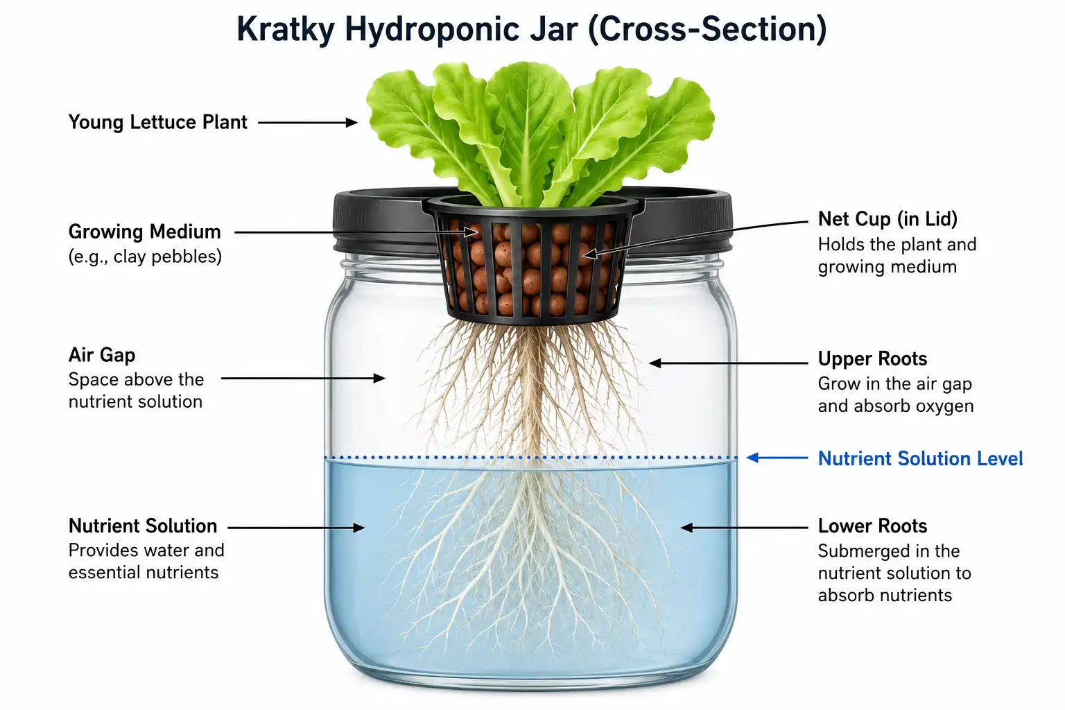 Labeled diagram of a Kratky jar showing net cup, nutrient solution, air gap, and lettuce roots