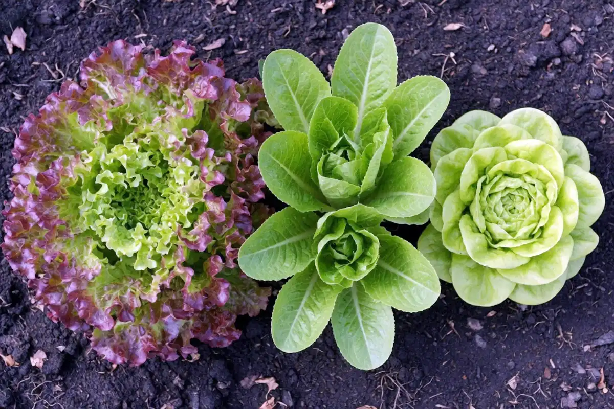 Leaf, romaine, and butterhead lettuce growing together, the best lettuce types to plant in Florida
