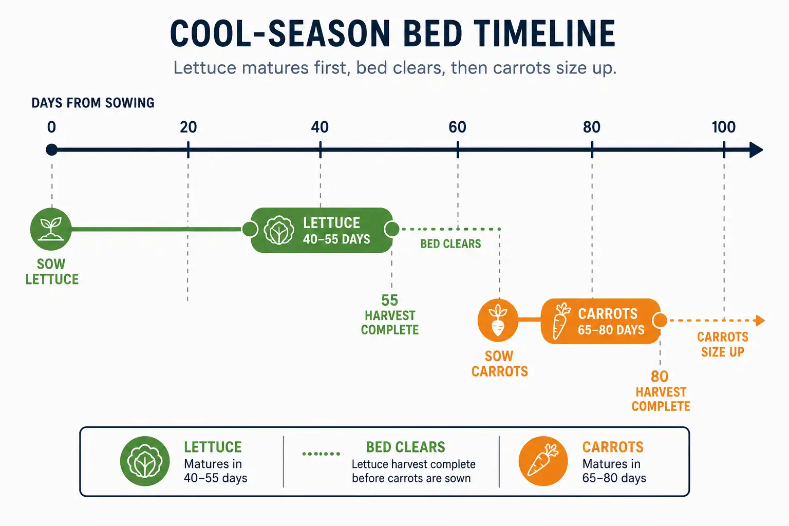 Timeline infographic of lettuce ready in 40 to 55 days and carrots in 65 to 80 days from the same bed