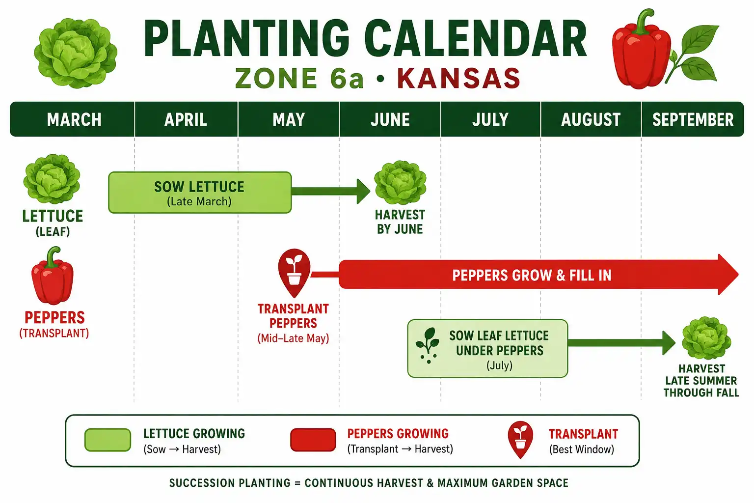 Planting calendar of when to plant lettuce and peppers together in Kansas zone 6a from spring through summer
