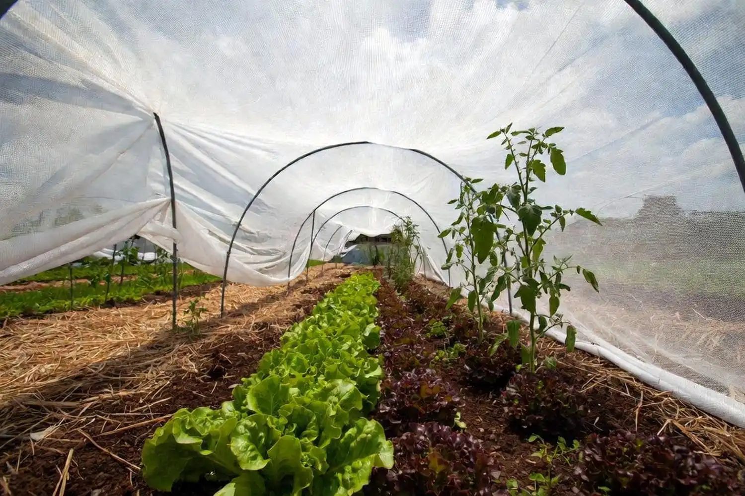 Lettuce growing under shade cloth and beside taller crops to survive July heat